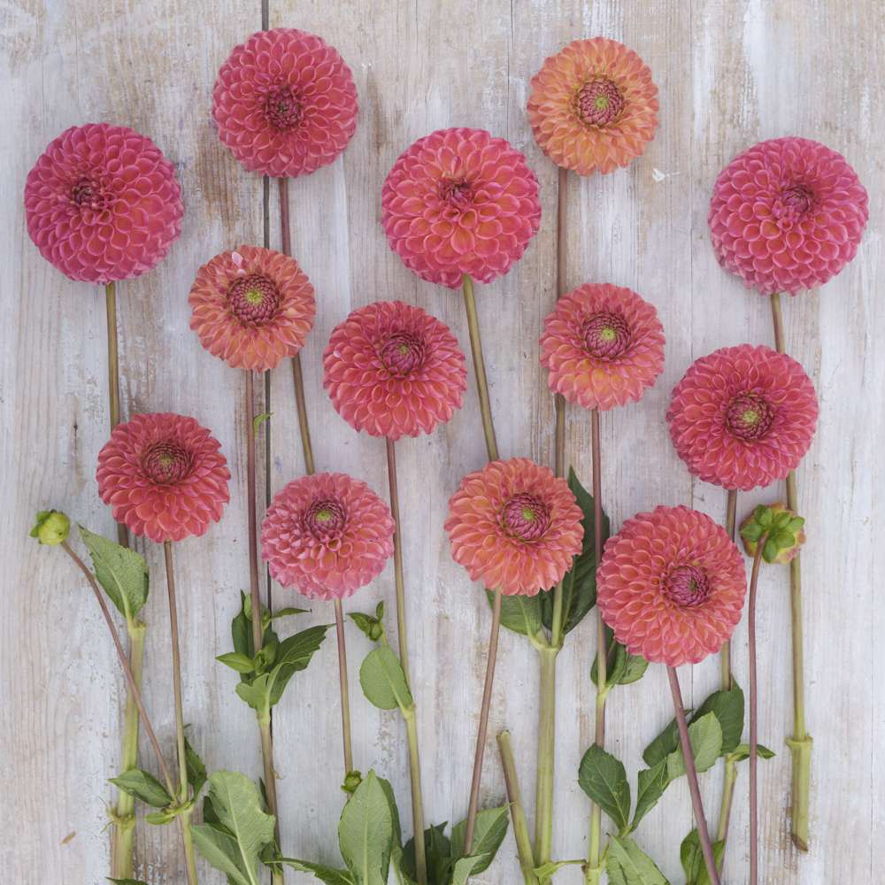 Dahlia 'Hapet Coppery'